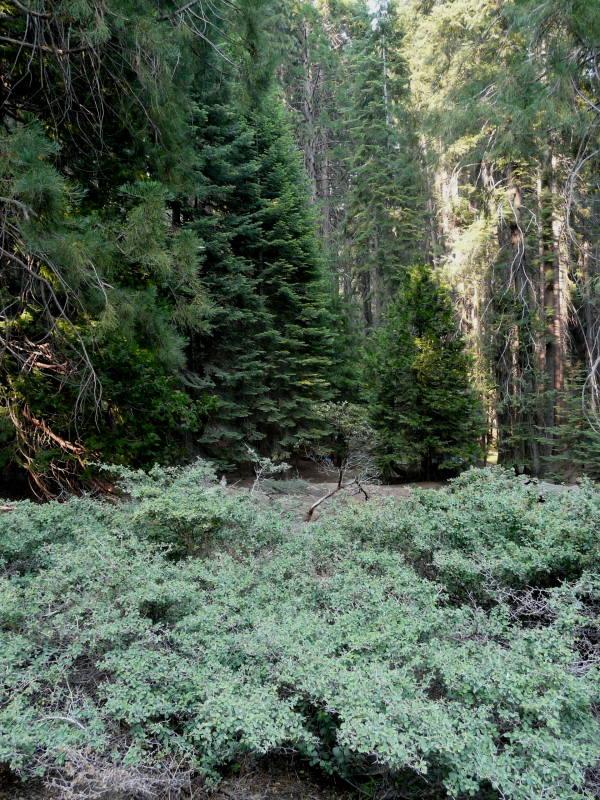Ceanothus cordulatus, Whitethorn Ceanothus with Insence cedar