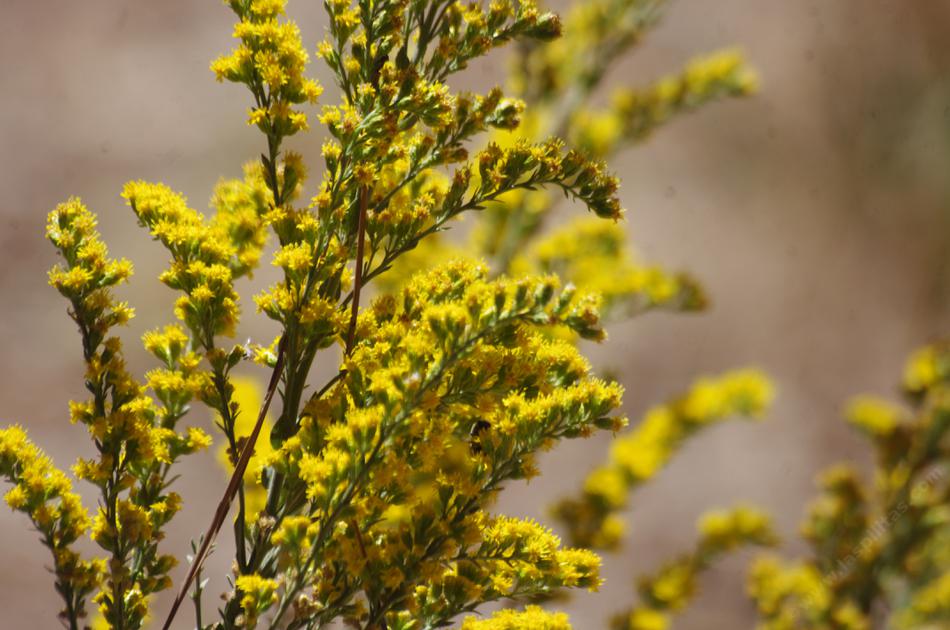 Solidago californica, California Goldenrod spoke