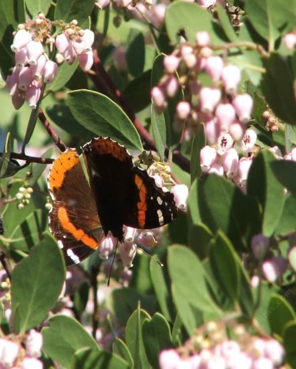 Arctostaphylos manzanita_x_densiflora 'Austin Griffiths Manzanita