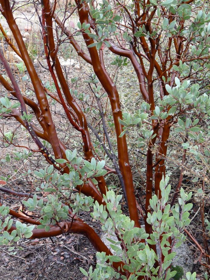 The bark of Arctostaphylos pungens, Mexican Manzanita