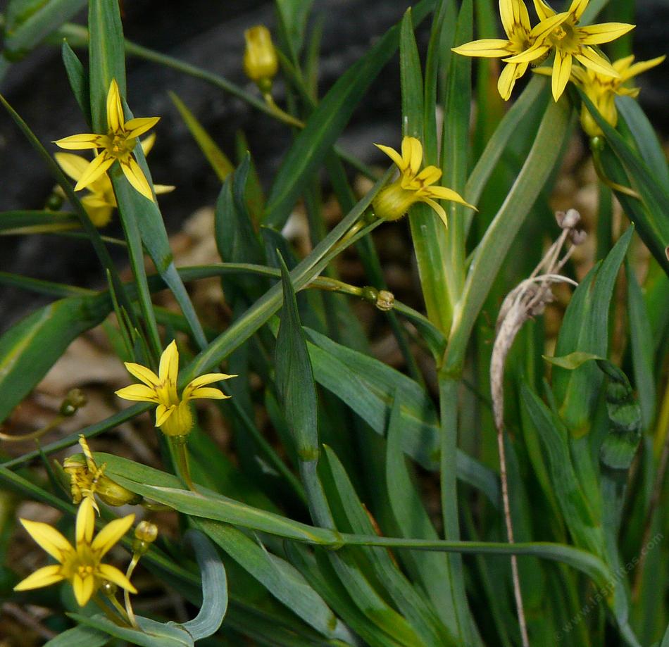 Sisyrinchium elmerii is a very small yellow eyed grass. Little yellow eye.