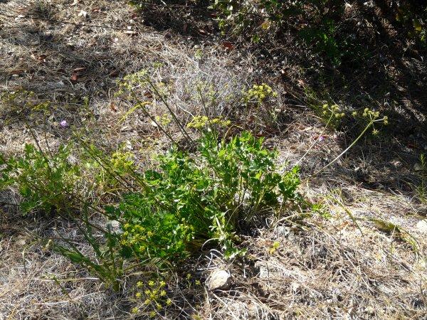 Tauschia arguta Southern Umbrellawort