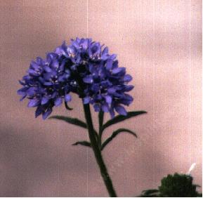 Gilia capitata, Globe Gilia, is adored by butterflies in the spring. 