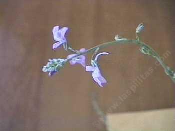 Linaria canadensis Blue Toadflax