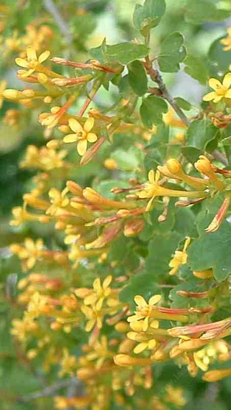 Ribes aureum gracillimum, Golden Currant has reddish yellow flowers.