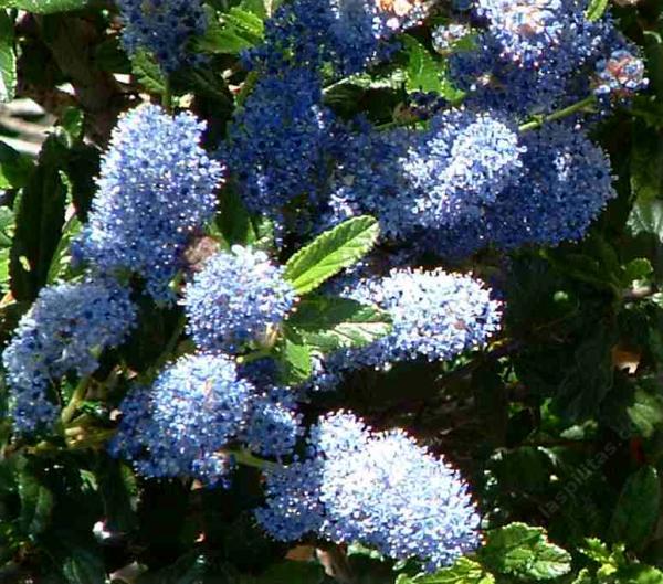 Ceanothus 'Joyce Coulter', Creeping Mountain Lilac.