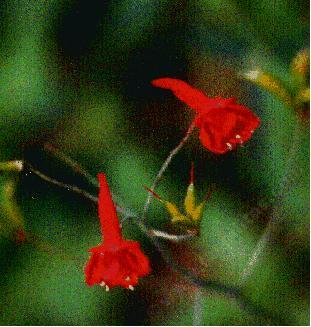This is a very old photo of the flowers of Delphinium nudicaule, Canyon Delphinium, from the Sierra Nevada mountains, California, around 1985.