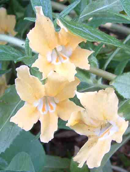A twenty year old Topanga Monkey flower is sometimes called Mimulus aurantiacus, which is what they call almost all the monkey flowers. It's like everyone is Bob and Mary.