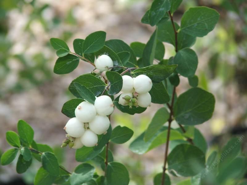Symphoricarpos albus laevigatus, Common Snowberry berries. - grid24_24