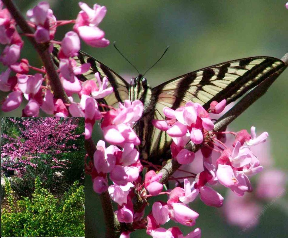 A Pale Swallowtail butterfly on  the Redbud, Cercis occidentalis, the inset shows Golden Currant, Ribes aureum gracilentum flowered exactly right.  - grid24_24