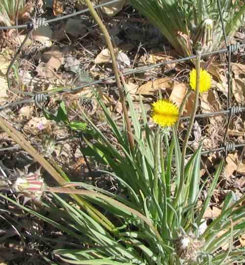 Agoseris grandiflora,  Mountain dandelion flower