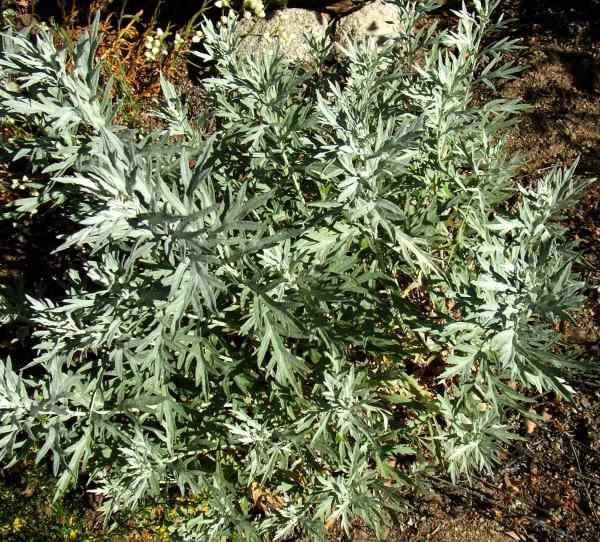 Artemisia ludoviciana,  White Sagebrush leaves