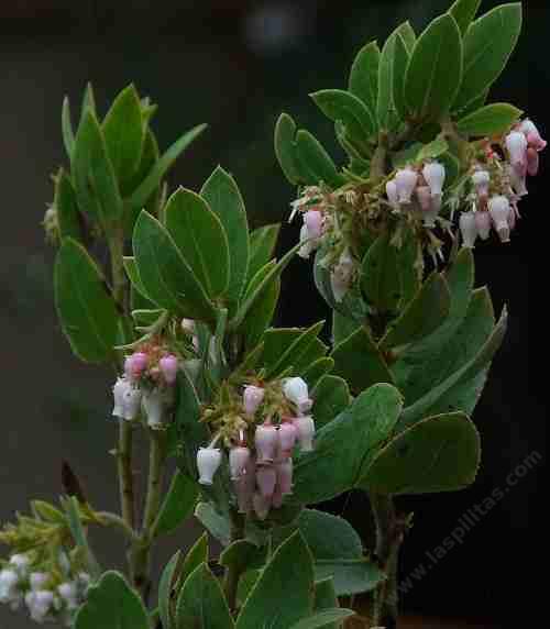 Arctostaphylos hooveri, Hoovers manzanita grows into a medium sized bush.