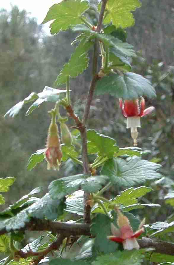 Ribes menziesii, Canyon Gooseberry, flowering in the forested area of Adelaide, central California. 