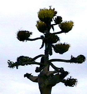 Agave shawii Coastal Agave