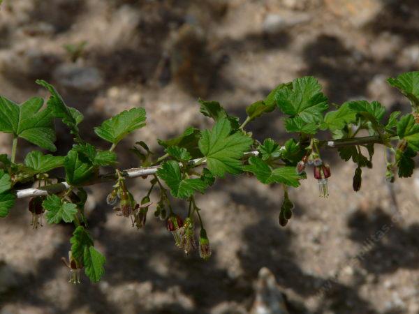 Ribes divaricatum, Spreading Gooseberry, here produces delicate magenta (sepals) and white (petals) flowers, in small clusters along the stem. 