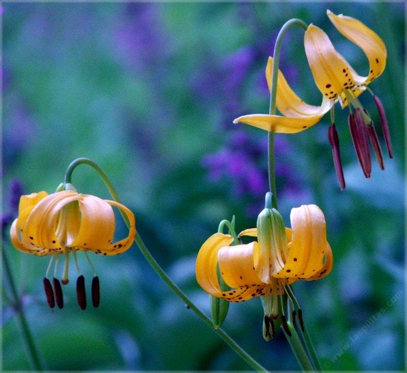 Lilium kelleyanum, Kelly's Lilly flowers