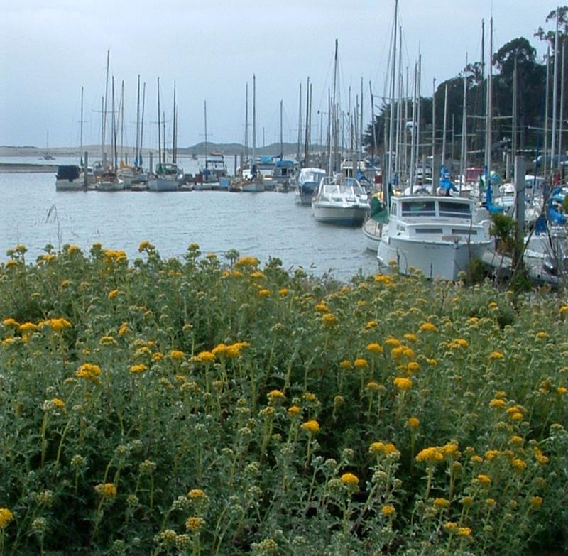 Eriophyllum staechadifolium var. artemisiaefolium, Yellow Yarrow, here flowering in a coastal area of central California. 