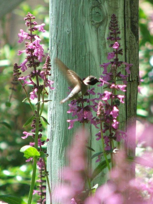 Stachys chamissonis, Magenta Butterfly Flower with an Anna Hummingbird. - grid24_24