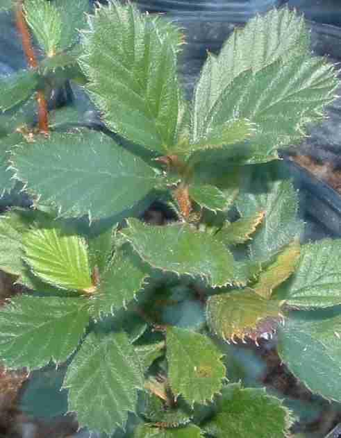 Cercocarpus minutiflorus San Diego Mountain Mahogany - grid24_24