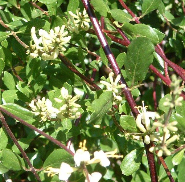 Lonicera subspicata denudata, San Diego Honeysuckle makes a nice small groundcover.