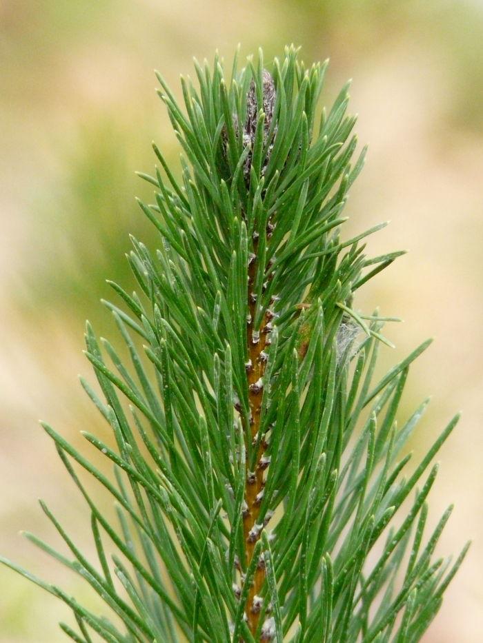 Pinus contorta ssp. contorta, Beach Pine, grows well in coastal environments in California.