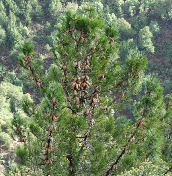 This is a specimen of Pinus attenuata, Knobcone Pine, in its native habitat in central California, of mixed evergreen forest. 