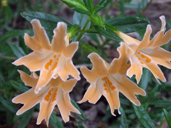 Diplacus grandiflorus flowers  make you wish for a vase. Where's the monkey in the flower? You may need an opiate.