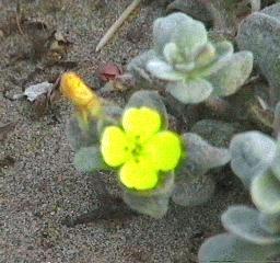 Camissonia cheiranthifolia cheiranthifolia Beach Evening Primrose - grid24_24