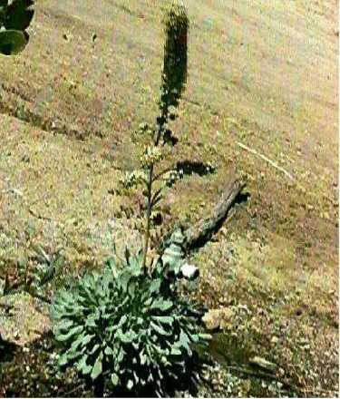Petrophytum caespitosum, Rock Spiraea, is a mountain plant. 