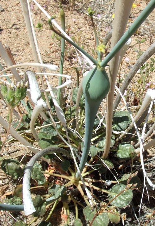 Eriogonum inflatum (desert trumpet) is a buckwheat with a swollen stem.