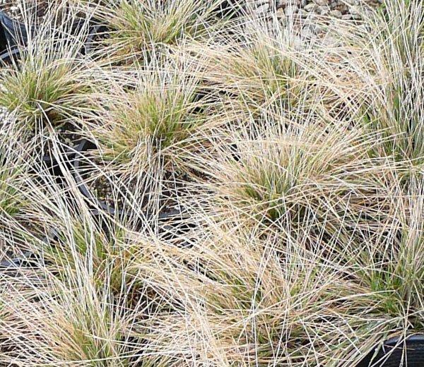 Puccinellia nuttalliana, Nuttall's alkali grass