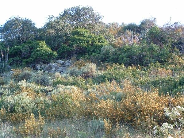 California Coastal Sage Scrub Plant Community