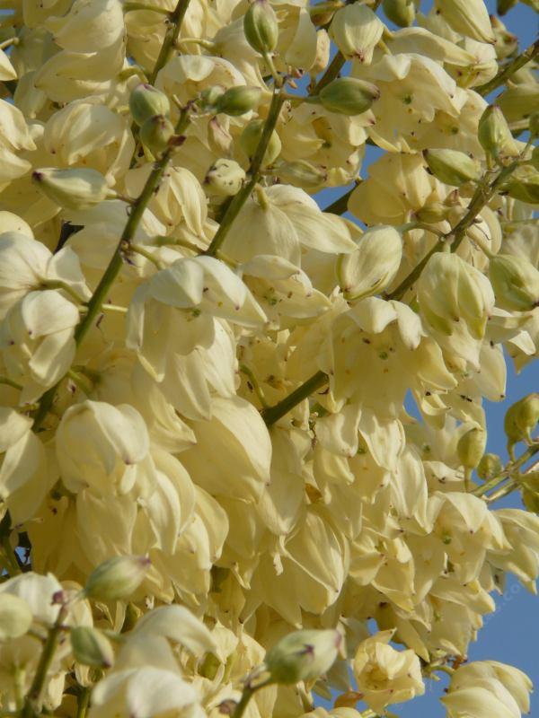 Yucca whipplei percusa