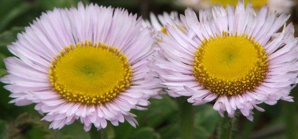 Erigeron glaucus Seaside Daisy  Daisy is eying you