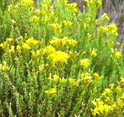 Ericameria ericoides, Mock Heather, an inhabitat of the coastal sage scrub, is here shown in its natural habitat in a very old photo. 