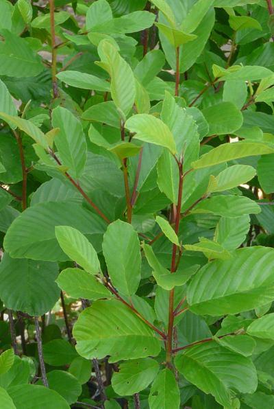 Rhamnus purshiana Chittam Bark