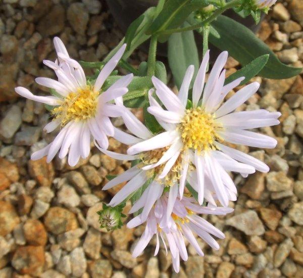 Aster occidentalis, Western Aster flower