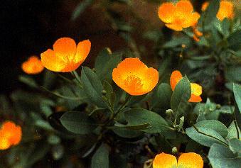 This photo shows the form of the flowers and leaves of Dendromecon harfordii, Island Bush Poppy, but the actual flower color is yellow, not orange.
