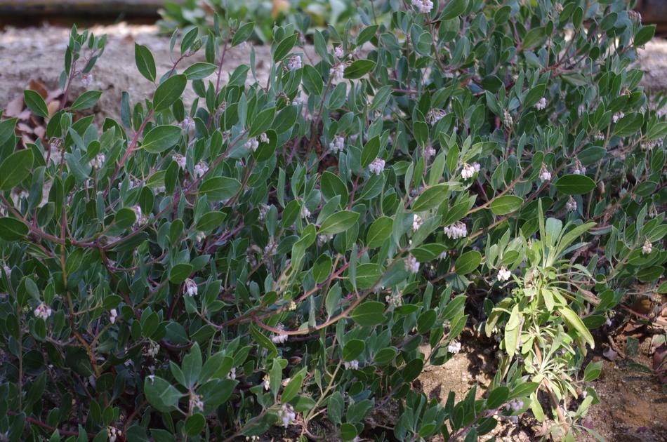 Arctostaphylos hookeri franciscana, Franciscana Manzanita growing in part shade. - grid24_24