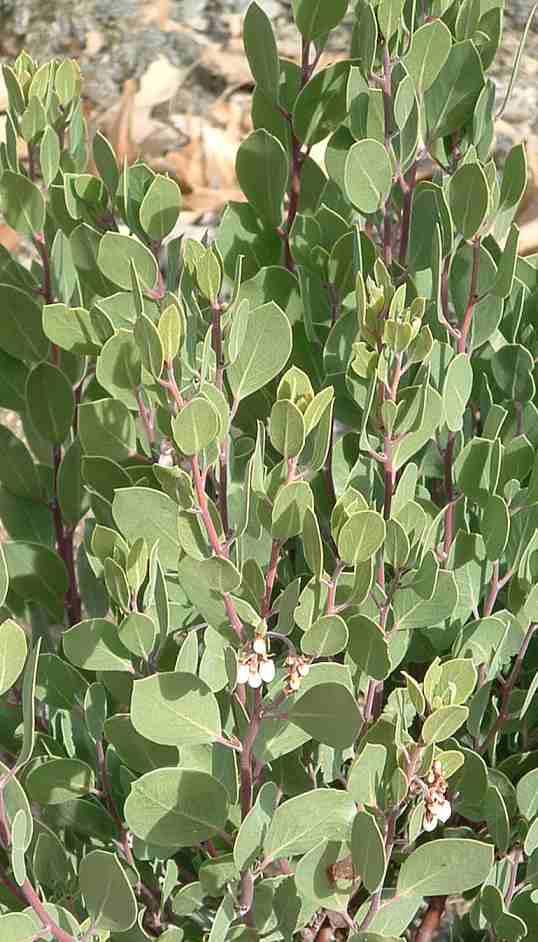 Arctostaphylos manzanita