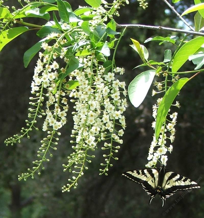 Swallowtail butterfly on Prunus virginiana melanocarpa, Black chokecherry in the Santa Margarita garden.