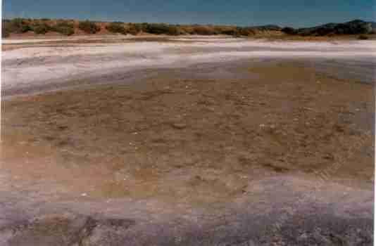 The Alkali Sink Plant Community Of California