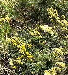 Desert, Broom, Baccharis, sarothroides - grid24_24