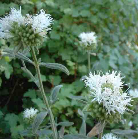 This is a little fuzzy Monardella with white flowers that smells delicuous