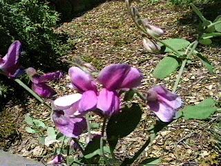Lathyrus laetiflorus alefeldii San Diego Sweetpea