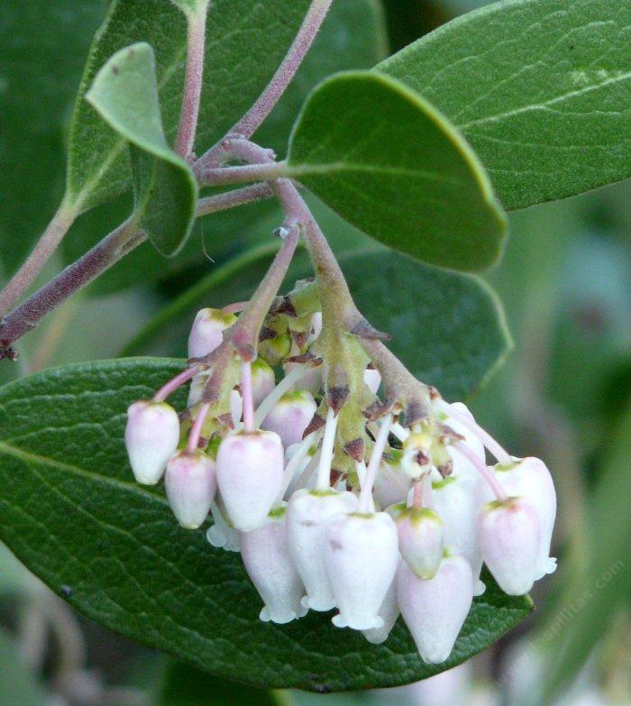Arctostaphylos parrayana flowers are nice, foliage is wondrous.
