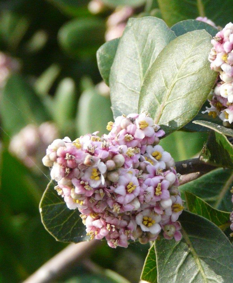 Rhus integrifolia, Lemonade Berry flower cluster. This is a great plant for coastal bluffs from San Diego to San Luis Obispo. In inner San Diego county it looks like a small oak tree with these flowers.