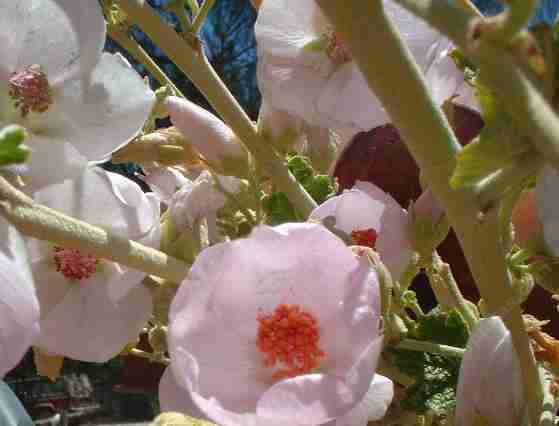 Malacothamnus fasciculatus,  Bush Mallow, here shown in full flower in the summer time in our Santa Margarita, garden. 