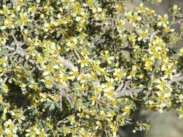 Purshia tridentata, Antelope Bitterbrush flowers. - grid24_24